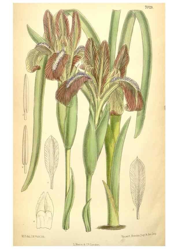 Reproducción/Reproduction 35436077345: Curtis's botanical magazine.. London ; New York [etc.] :Academic Press [etc.]