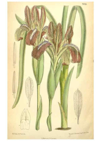 Reproducción/Reproduction 35436077345: Curtis's botanical magazine.. London ; New York [etc.] :Academic Press [etc.]