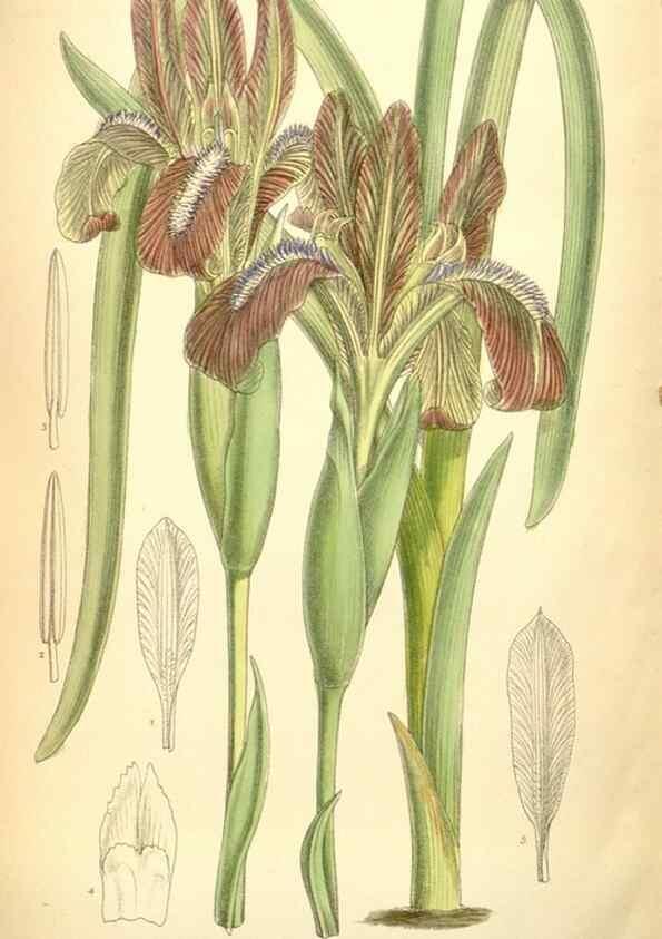 Reproducción/Reproduction 35436077345: Curtis's botanical magazine.. London ; New York [etc.] :Academic Press [etc.]