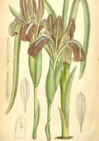 Reproducción/Reproduction 35436077345: Curtis's botanical magazine.. London ; New York [etc.] :Academic Press [etc.]