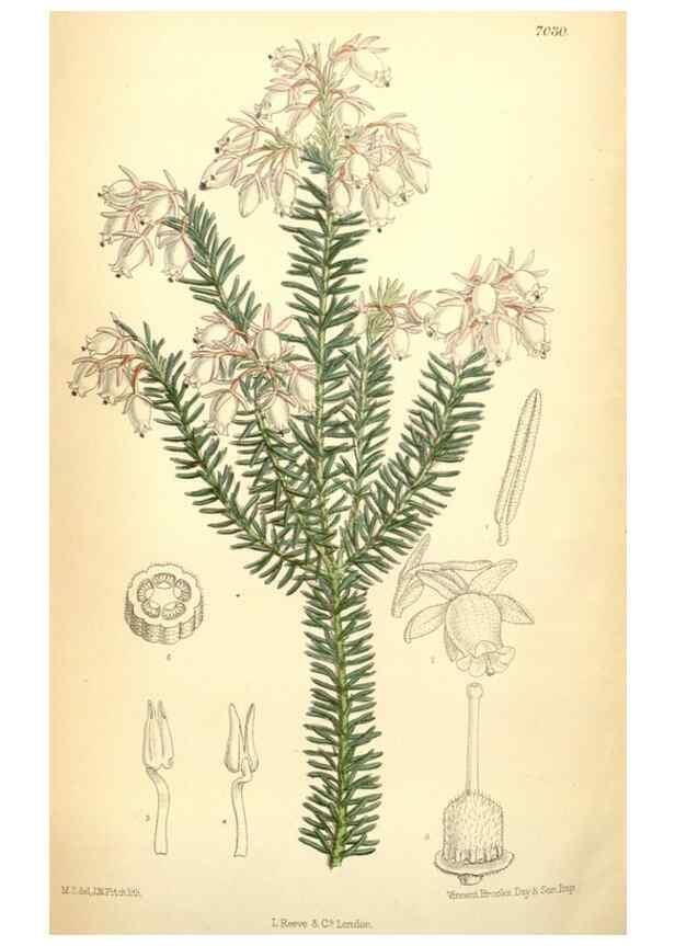 Reproducción/Reproduction 35436079115: Curtis's botanical magazine.. London ; New York [etc.] :Academic Press [etc.]