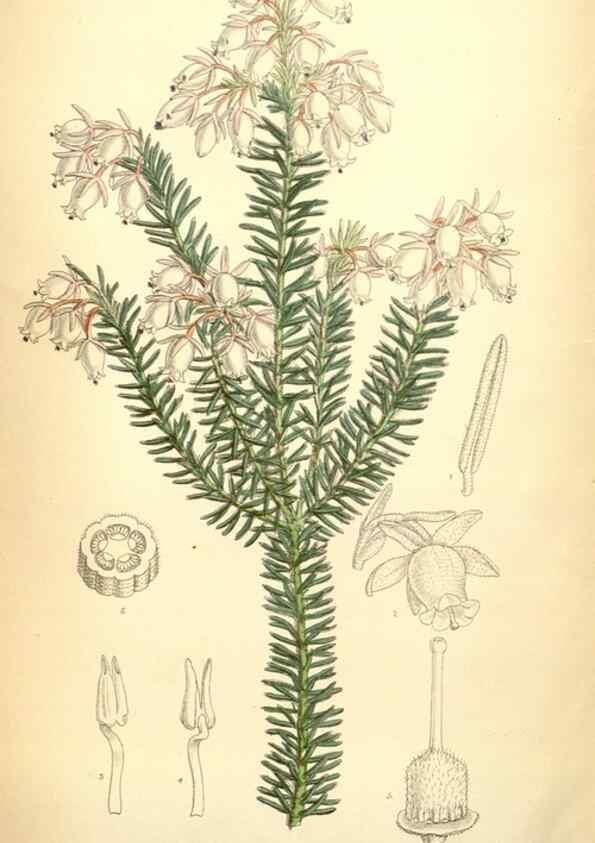 Reproducción/Reproduction 35436079115: Curtis's botanical magazine.. London ; New York [etc.] :Academic Press [etc.]
