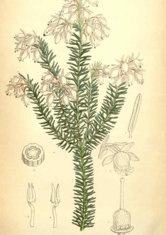 Reproducción/Reproduction 35436079115: Curtis's botanical magazine.. London ; New York [etc.] :Academic Press [etc.]