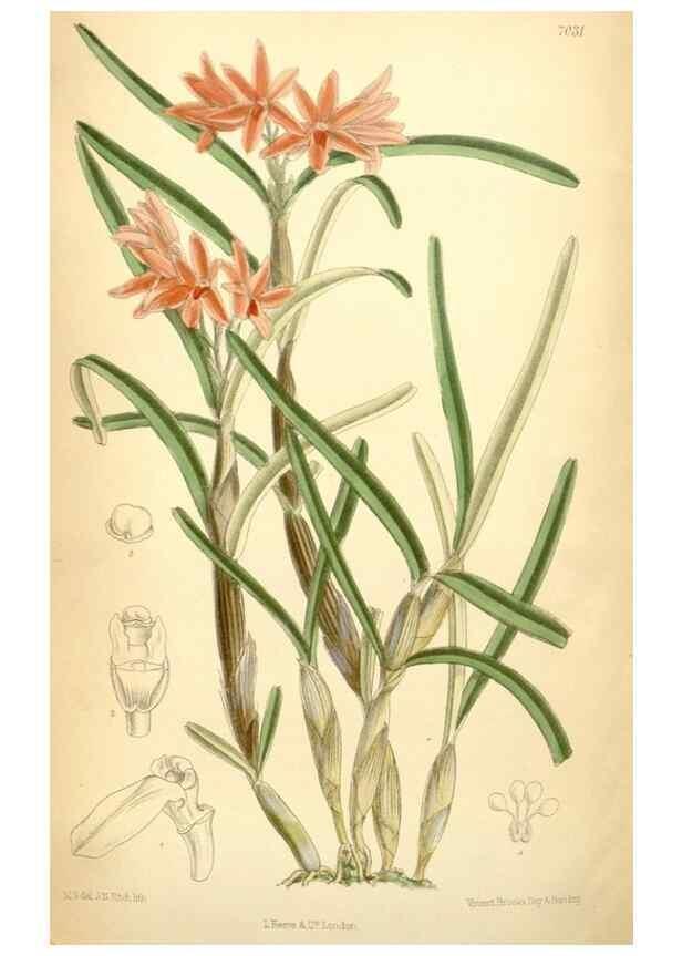 Reproducción/Reproduction 34626106263: Curtis's botanical magazine.. London ; New York [etc.] :Academic Press [etc.]