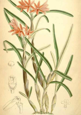 Reproducción/Reproduction 34626106263: Curtis's botanical magazine.. London ; New York [etc.] :Academic Press [etc.]