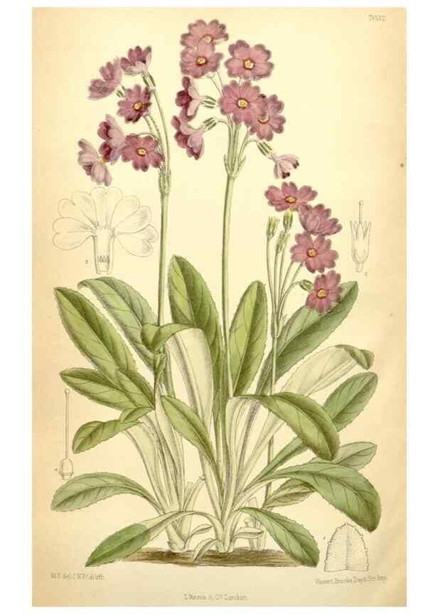 Reproducción/Reproduction 34626108353: Curtis's botanical magazine.. London ; New York [etc.] :Academic Press [etc.]