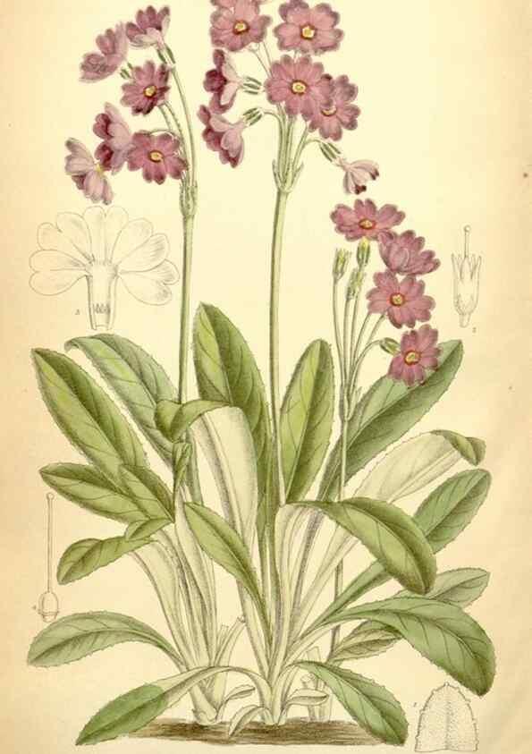 Reproducción/Reproduction 34626108353: Curtis's botanical magazine.. London ; New York [etc.] :Academic Press [etc.]