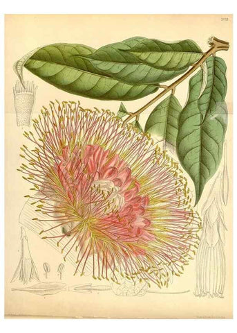 Reproducción/Reproduction 35437117255: Curtis's botanical magazine.. London ; New York [etc.] :Academic Press [etc.]