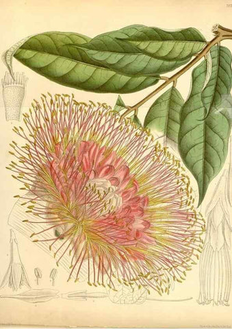 Reproducción/Reproduction 35437117255: Curtis's botanical magazine.. London ; New York [etc.] :Academic Press [etc.]