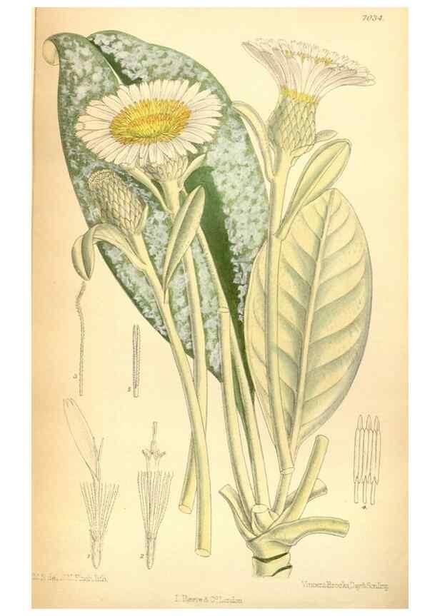 Reproducción/Reproduction 35437119615: Curtis's botanical magazine.. London ; New York [etc.] :Academic Press [etc.]