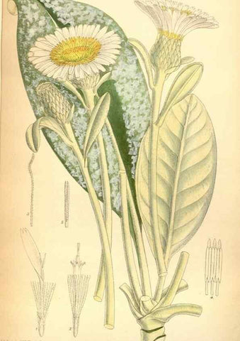 Reproducción/Reproduction 35437119615: Curtis's botanical magazine.. London ; New York [etc.] :Academic Press [etc.]
