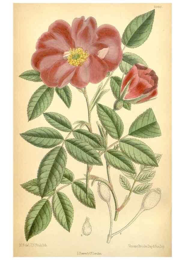 Reproducción/Reproduction 35437122365: Curtis's botanical magazine.. London ; New York [etc.] :Academic Press [etc.]