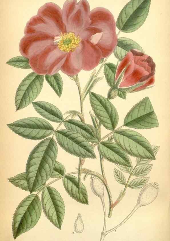 Reproducción/Reproduction 35437122365: Curtis's botanical magazine.. London ; New York [etc.] :Academic Press [etc.]