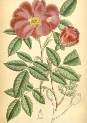 Reproducción/Reproduction 35437122365: Curtis's botanical magazine.. London ; New York [etc.] :Academic Press [etc.]