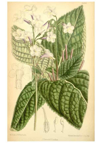 Reproducción/Reproduction 35397419506: Curtis's botanical magazine.. London ; New York [etc.] :Academic Press [etc.]