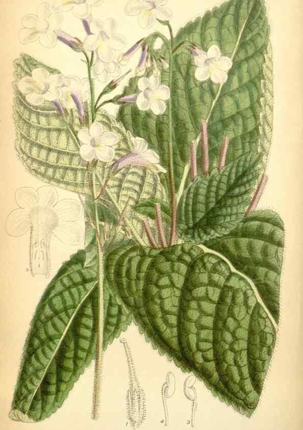 Reproducción/Reproduction 35397419506: Curtis's botanical magazine.. London ; New York [etc.] :Academic Press [etc.]