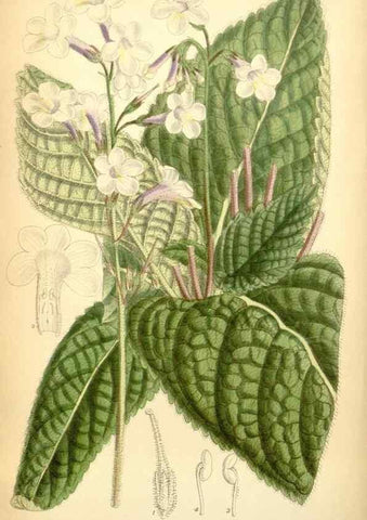 Reproducción/Reproduction 35397419506: Curtis's botanical magazine.. London ; New York [etc.] :Academic Press [etc.]