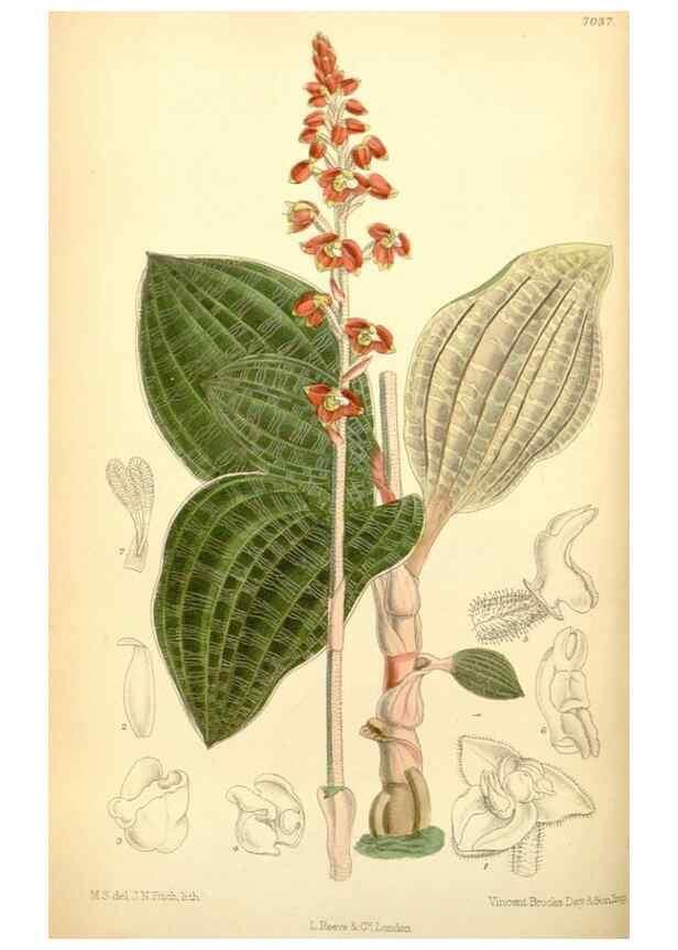 Reproducción/Reproduction 35307475071: Curtis's botanical magazine.. London ; New York [etc.] :Academic Press [etc.]