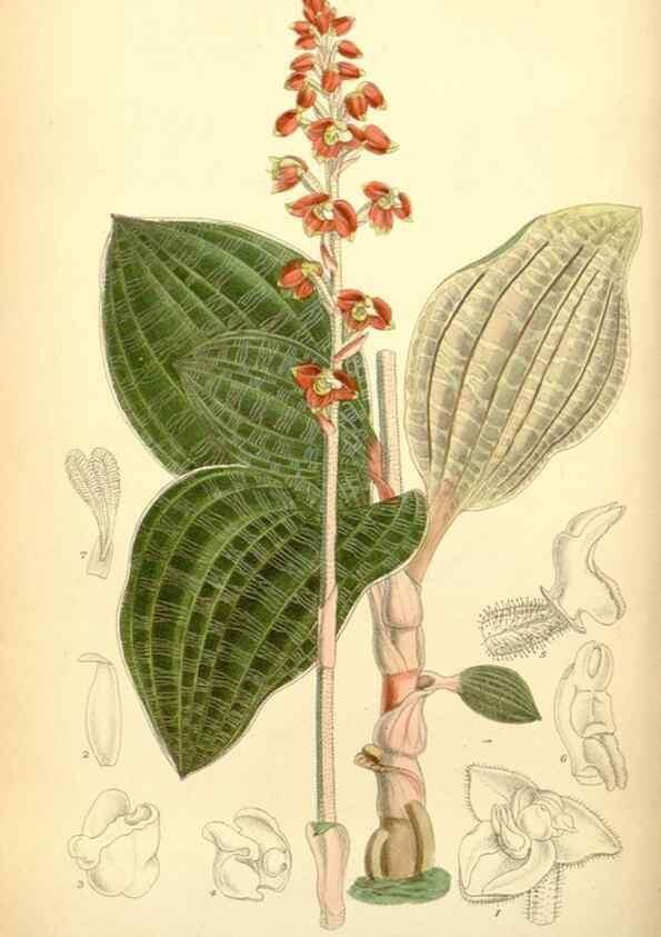 Reproducción/Reproduction 35307475071: Curtis's botanical magazine.. London ; New York [etc.] :Academic Press [etc.]