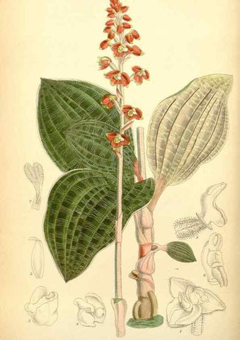 Reproducción/Reproduction 35307475071: Curtis's botanical magazine.. London ; New York [etc.] :Academic Press [etc.]