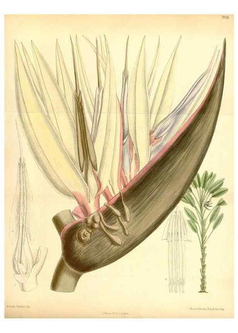 Reproducción/Reproduction 35307476041: Curtis's botanical magazine.. London ; New York [etc.] :Academic Press [etc.]