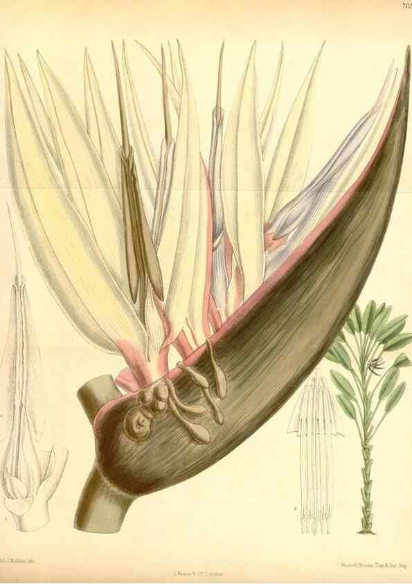 Reproducción/Reproduction 35307476041: Curtis's botanical magazine.. London ; New York [etc.] :Academic Press [etc.]