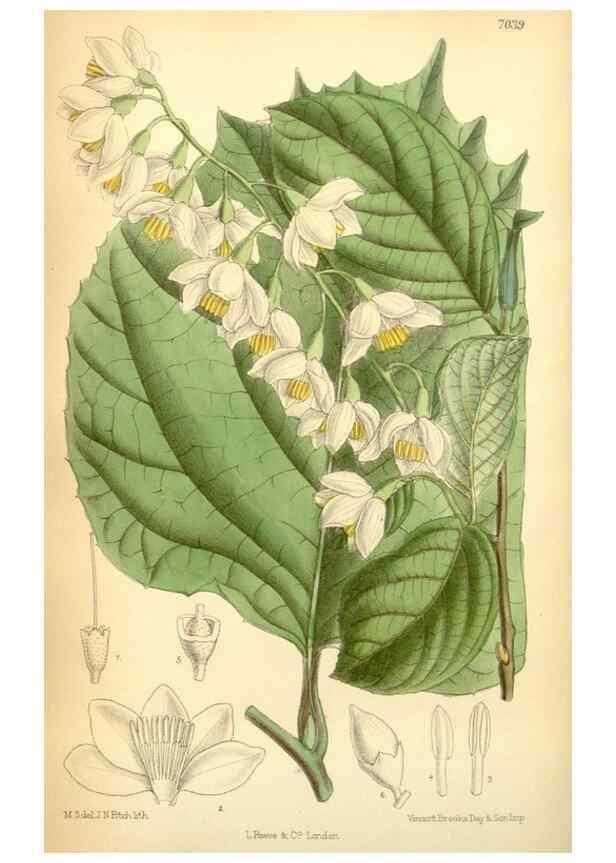 Reproducción/Reproduction 34627134223: Curtis's botanical magazine.. London ; New York [etc.] :Academic Press [etc.]