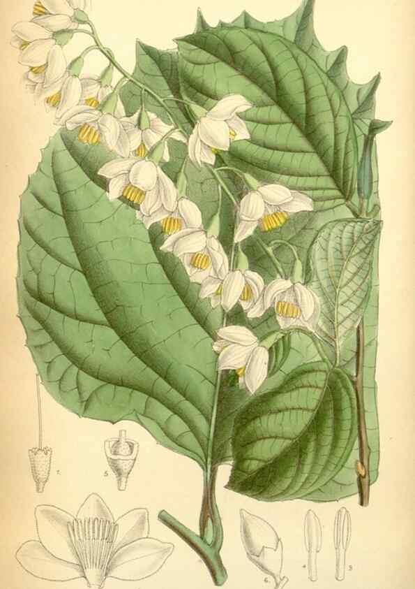Reproducción/Reproduction 34627134223: Curtis's botanical magazine.. London ; New York [etc.] :Academic Press [etc.]