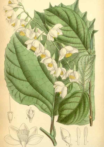 Reproducción/Reproduction 34627134223: Curtis's botanical magazine.. London ; New York [etc.] :Academic Press [etc.]