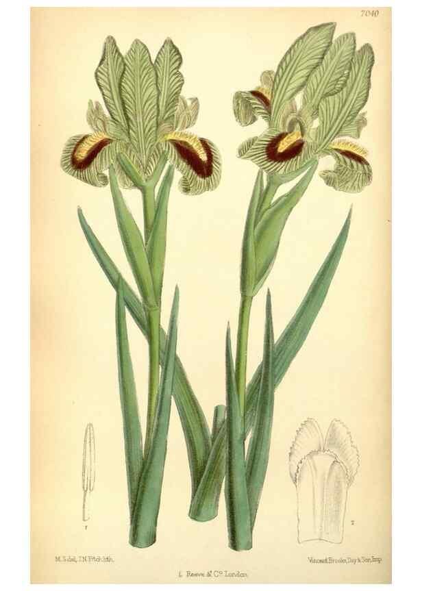 Reproducción/Reproduction 35307479401: Curtis's botanical magazine.. London ; New York [etc.] :Academic Press [etc.]