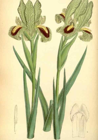Reproducción/Reproduction 35307479401: Curtis's botanical magazine.. London ; New York [etc.] :Academic Press [etc.]