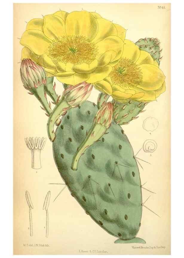 Reproducción/Reproduction 35397432996: Curtis's botanical magazine.. London ; New York [etc.] :Academic Press [etc.]
