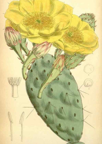 Reproducción/Reproduction 35397432996: Curtis's botanical magazine.. London ; New York [etc.] :Academic Press [etc.]