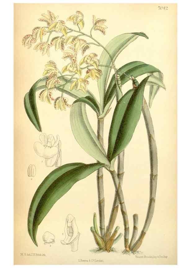 Reproducción/Reproduction 35397436106: Curtis's botanical magazine.. London ; New York [etc.] :Academic Press [etc.]