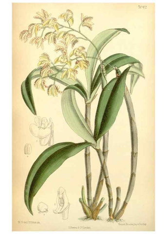 Reproducción/Reproduction 35397436106: Curtis's botanical magazine.. London ; New York [etc.] :Academic Press [etc.]