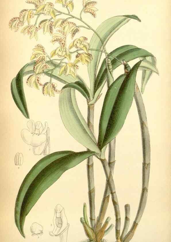 Reproducción/Reproduction 35397436106: Curtis's botanical magazine.. London ; New York [etc.] :Academic Press [etc.]