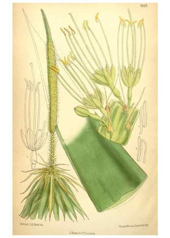 Reproducción/Reproduction 34626097853: Curtis's botanical magazine.. London ; New York [etc.] :Academic Press [etc.]
