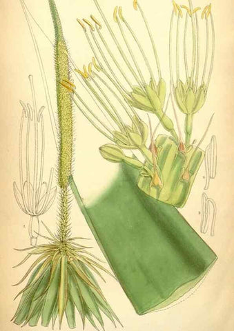 Reproducción/Reproduction 34626097853: Curtis's botanical magazine.. London ; New York [etc.] :Academic Press [etc.]