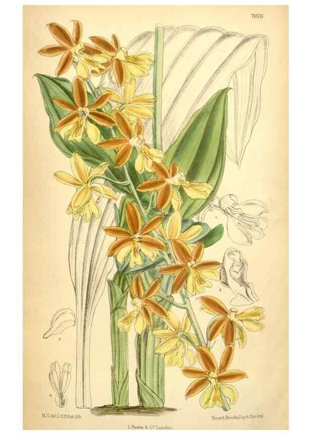 Reproducción/Reproduction 35396401196: Curtis's botanical magazine.. London ; New York [etc.] :Academic Press [etc.]