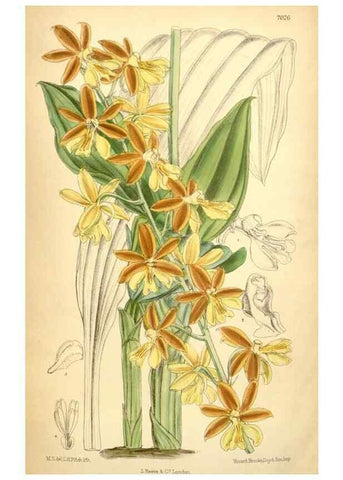 Reproducción/Reproduction 35396401196: Curtis's botanical magazine.. London ; New York [etc.] :Academic Press [etc.]
