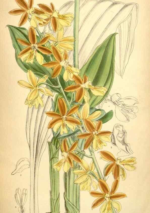 Reproducción/Reproduction 35396401196: Curtis's botanical magazine.. London ; New York [etc.] :Academic Press [etc.]
