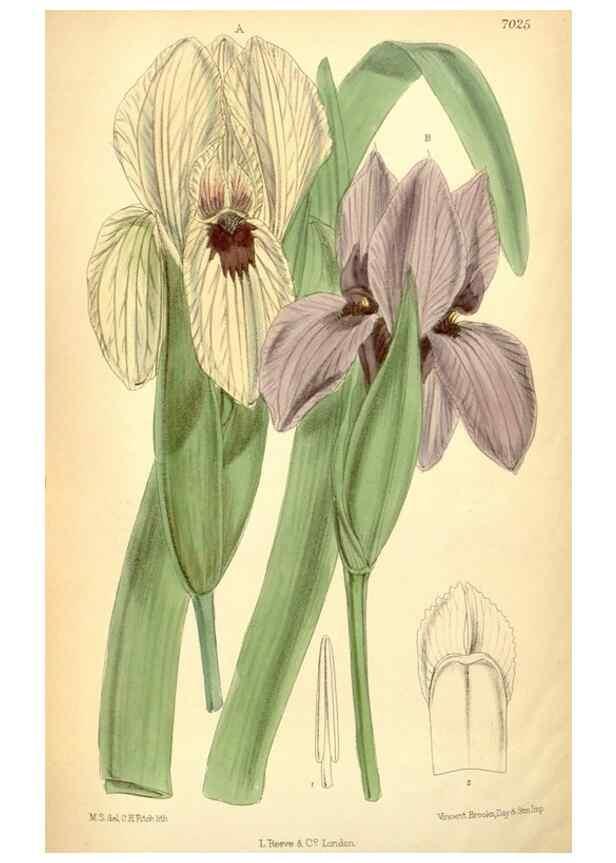 Reproducción/Reproduction 35396399336: Curtis's botanical magazine.. London ; New York [etc.] :Academic Press [etc.]