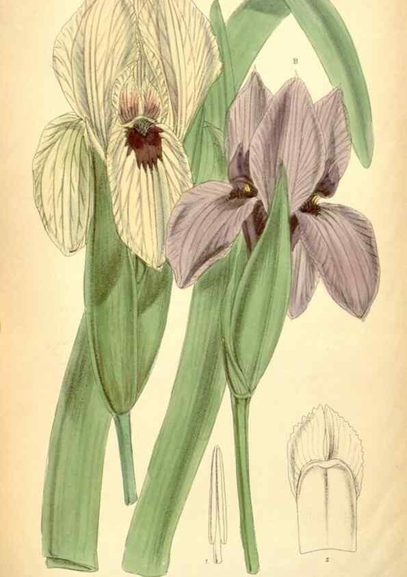 Reproducción/Reproduction 35396399336: Curtis's botanical magazine.. London ; New York [etc.] :Academic Press [etc.]