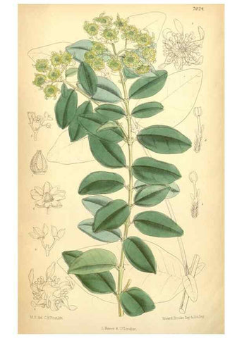 Reproducción/Reproduction 35396397826: Curtis's botanical magazine.. London ; New York [etc.] :Academic Press [etc.]