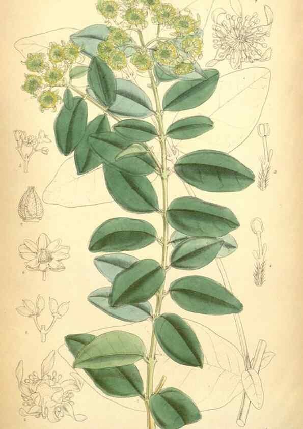 Reproducción/Reproduction 35396397826: Curtis's botanical magazine.. London ; New York [etc.] :Academic Press [etc.]