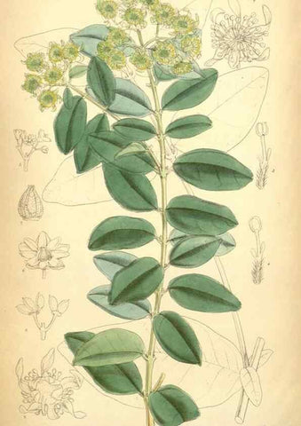 Reproducción/Reproduction 35396397826: Curtis's botanical magazine.. London ; New York [etc.] :Academic Press [etc.]