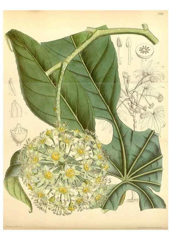 Reproducción/Reproduction 34626053473: Curtis's botanical magazine.. London ; New York [etc.] :Academic Press [etc.]