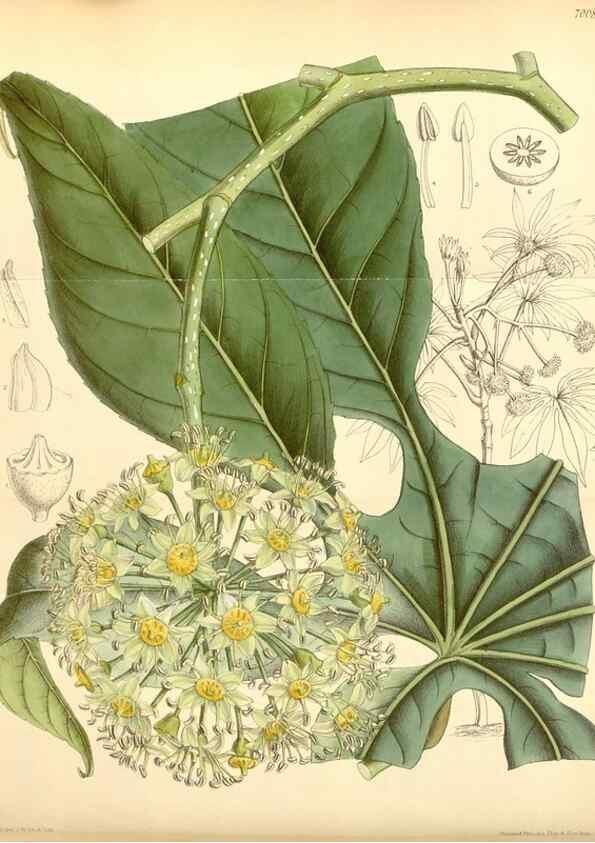 Reproducción/Reproduction 34626053473: Curtis's botanical magazine.. London ; New York [etc.] :Academic Press [etc.]