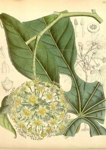 Reproducción/Reproduction 34626053473: Curtis's botanical magazine.. London ; New York [etc.] :Academic Press [etc.]