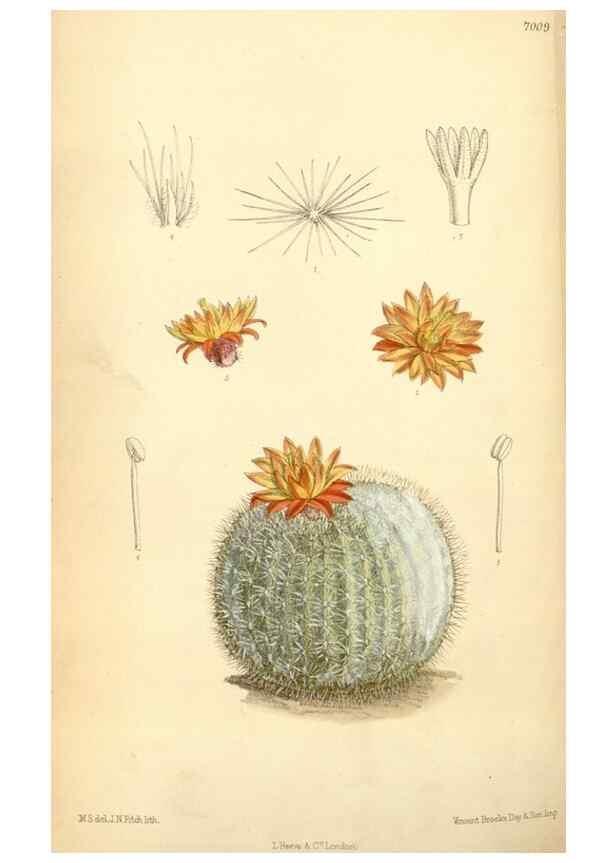 Reproducción/Reproduction 34626055363: Curtis's botanical magazine.. London ; New York [etc.] :Academic Press [etc.]